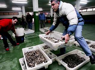 La caída de los precios del marisco se deja notar especialmente en Carril