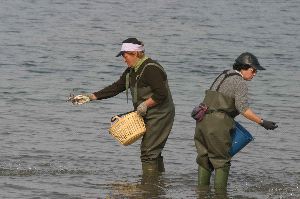 Pesca aporta dos millones para garantizar la cotización mínima de los mariscadores de a pie