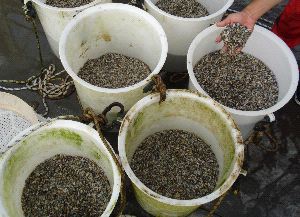 Os parquistas realizaron a primeira sementeira do ano con oito millóns de crías de ameixa