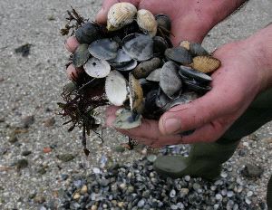 El sector del mar toma medidas para frenar el aumento de especies depredadoras en la Ría