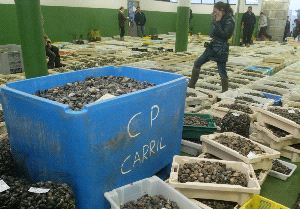 La lonja de Carril subasta en pocas horas cerca de 6.000 kilos de almeja y berberecho