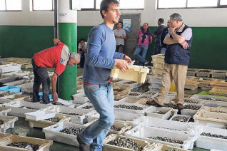 Las ventas de almeja y berberecho marcan registros históricos a pesar del furtivismo
