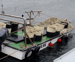 Retiran de un vivero de Carril más de 3.000 kilos de conchas de marisco muerto