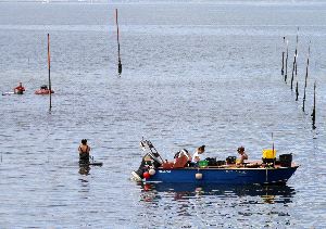 Mar revisa los límites del marisqueo de a pie y de a flote en Carril