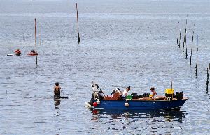 Mar aplica los límites de zonas y zanja el conflicto entre mariscadoras en Carril