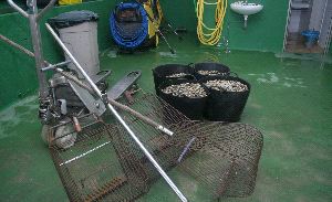 Gardacostas se incauta de 381 kilos de pescado y marisco en la Ría de Arousa