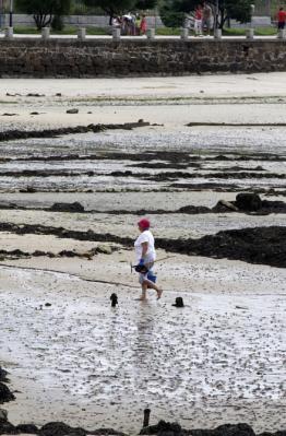 Mar considera los parques de Carril pouco adecuados para cultivar almeja babosa