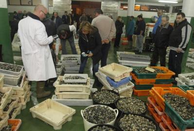 La entrada de 20.000 kilos de marisco diarios evidencia la falta de espacio en la lonja de Carril