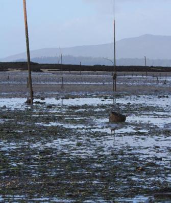 La falta de semilla lastra la recuperación de las producciones marisqueras en Carril