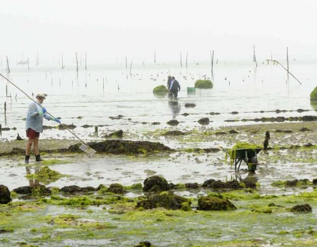 Las algas vuelven a invadir las zonas de marisqueo de Carril en playa de Compostela
