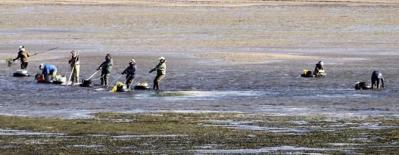 Mar realizará un estudio sobre la causa de la mortandad del berberecho en Carril