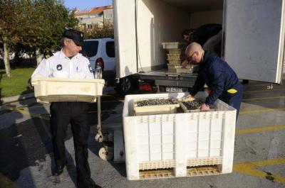 Gardascostas decomisa en un furgón de la cofradía de Carril 264 kilos de almeja ilegal