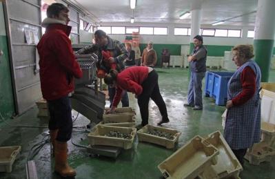 Los depuradores cifran en un 30 % la caída en las ventas de marisco en 2014