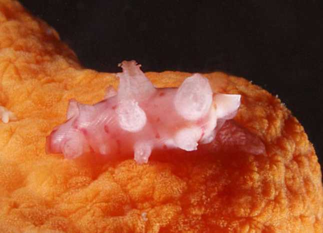 Los biólogos descubren en la ría de Arousa otro molusco gasterópodo ´desconocido´