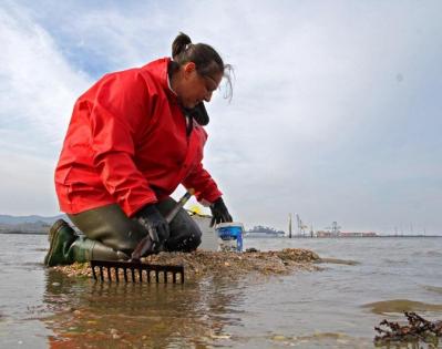La almeja japónica salva in extremis la primera jornada de marisqueo en Carril