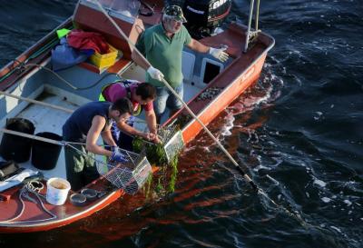 El estado de Os Lombos amenaza de nuevo la campaña marisquera