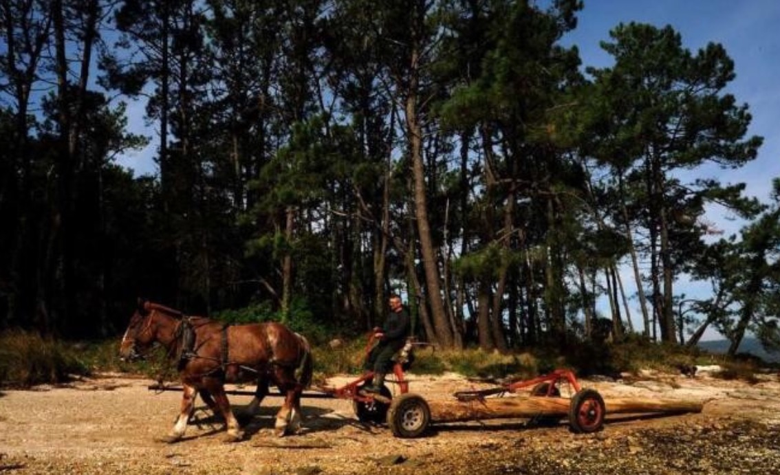 El Parque Nacional amplía el plazo para la retirada de los troncos talados en Cortegada