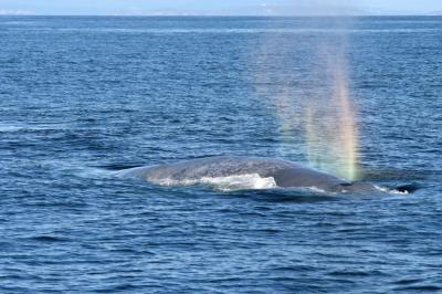 Avistan una ballena azul frente a la isla de Ons