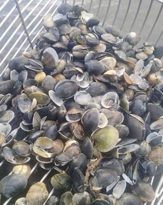 Las mariscadoras de Carril constatan una elevada mortandad en la playa Compostela
