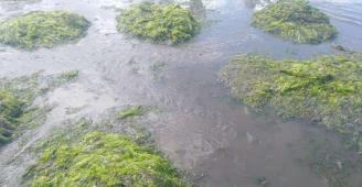 La invasión de algas en A Compostela amenaza la almeja de las mariscadoras