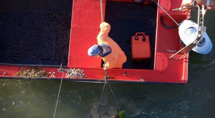 La detección de almeja ilegal en lonja obliga a Mar a prohibir su extracción en las zonas de libre marisqueo